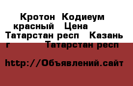 Кротон (Кодиеум) красный › Цена ­ 550 - Татарстан респ., Казань г.  »    . Татарстан респ.